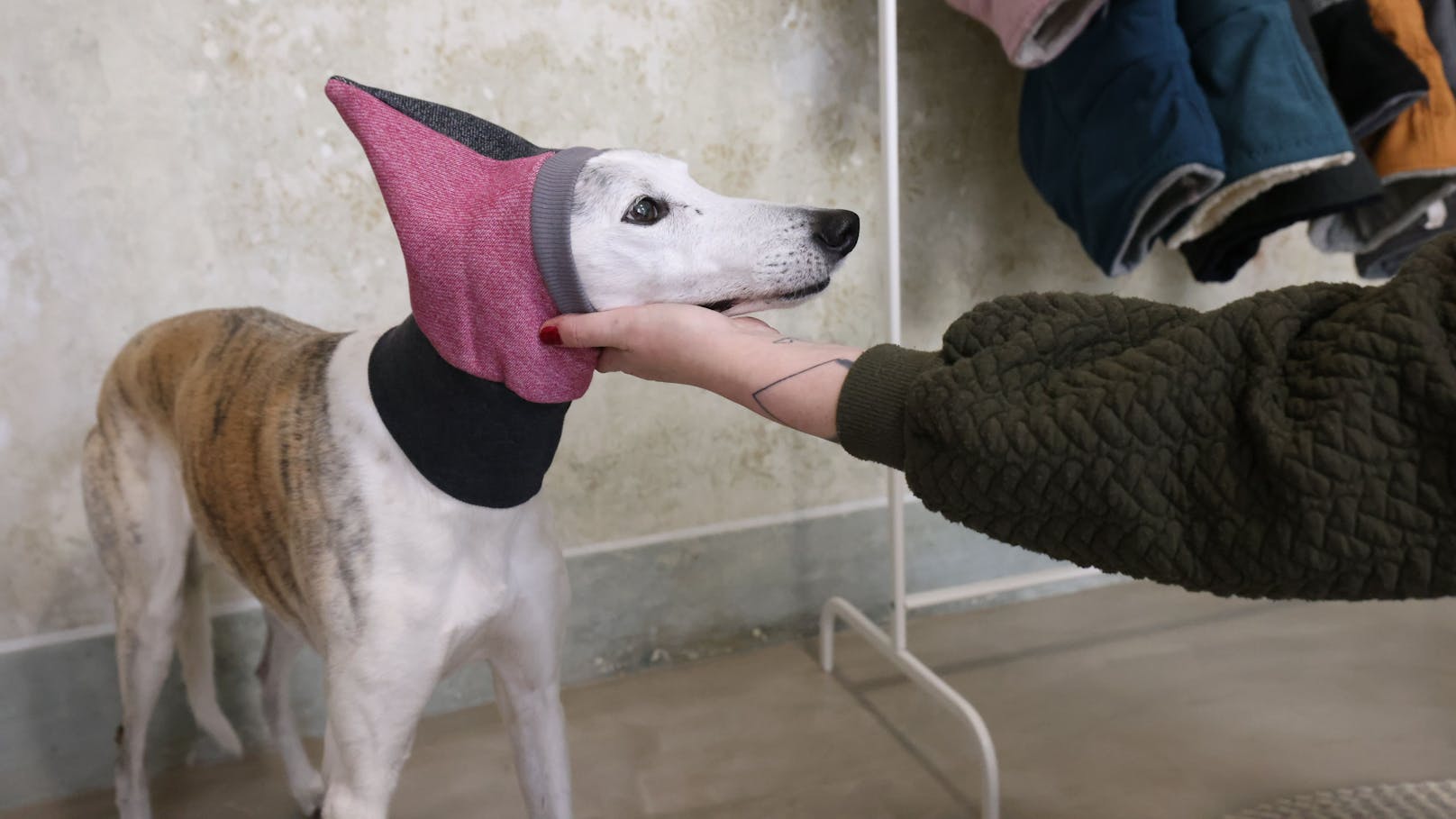 Mützen für warme Hundeohren.