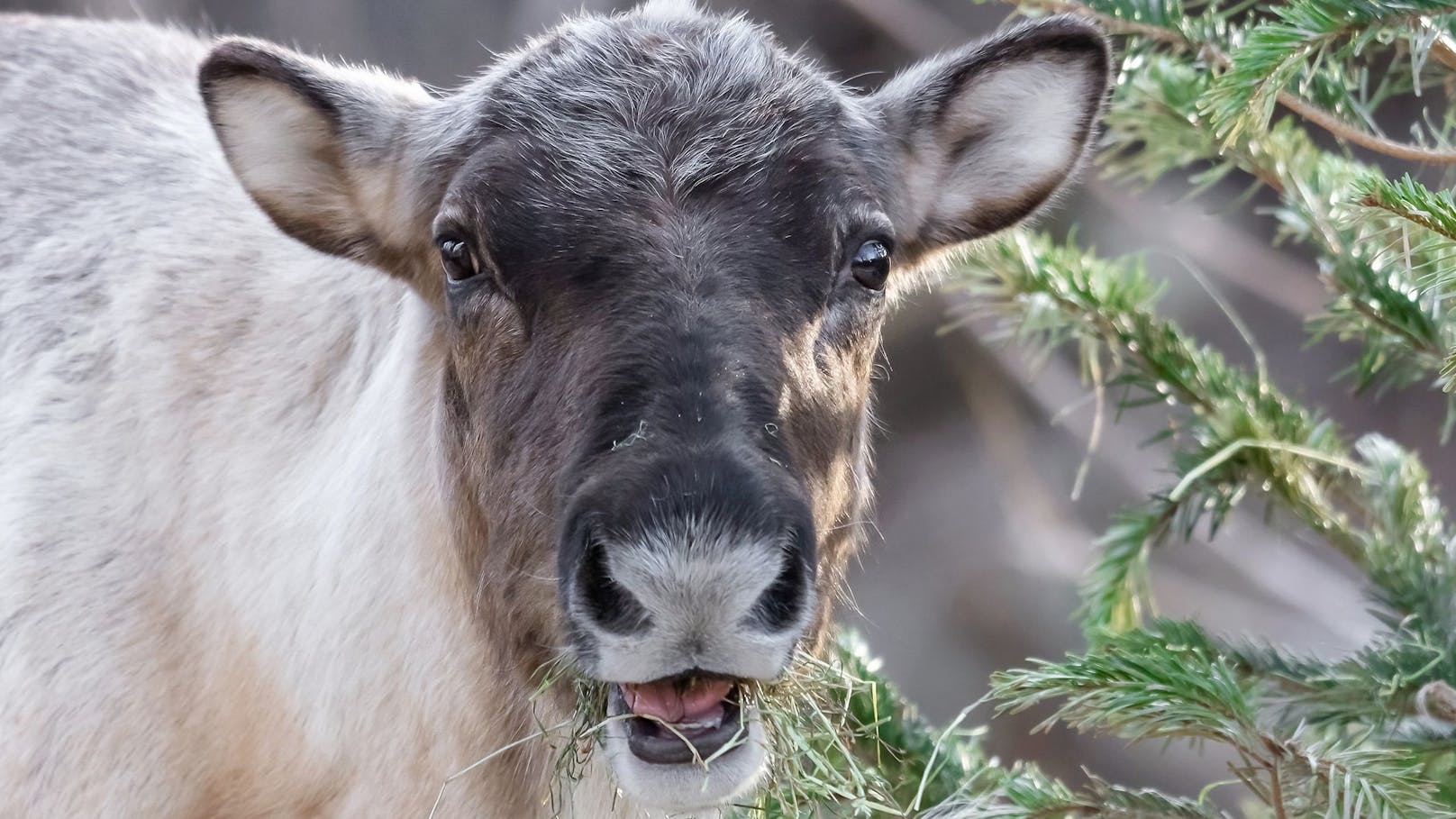 Auch die Weihnachtsmann-Helfer, die Rentiere freuen sich auf die Kinderführungen. 