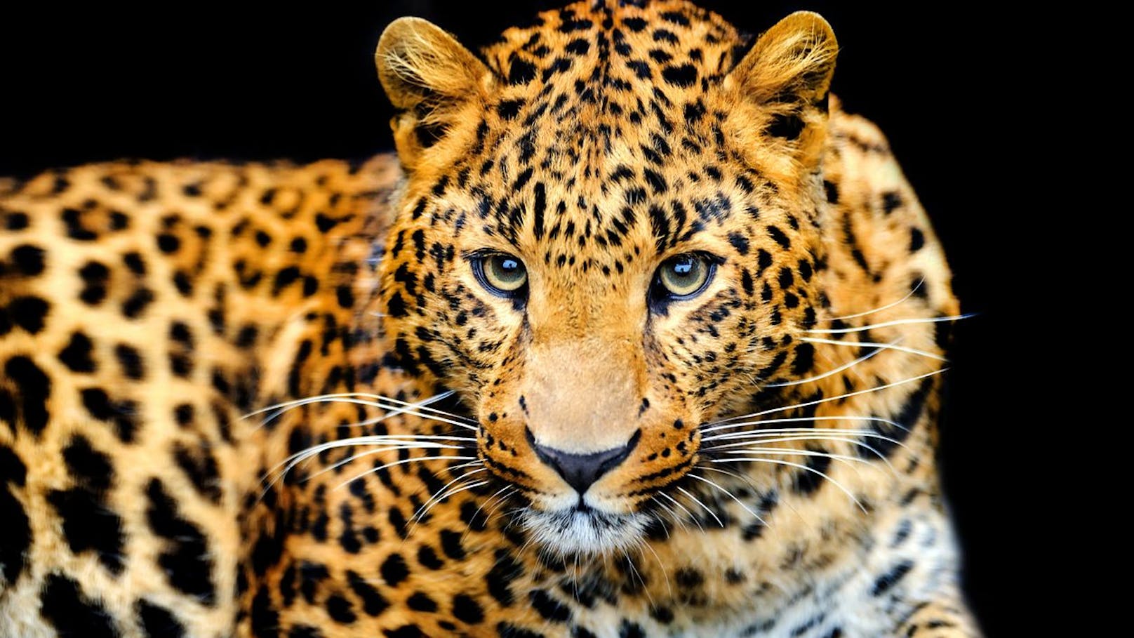 Nach dem Tiger und dem Löwen ist der Jaguar die drittgrößte Katze der Welt.