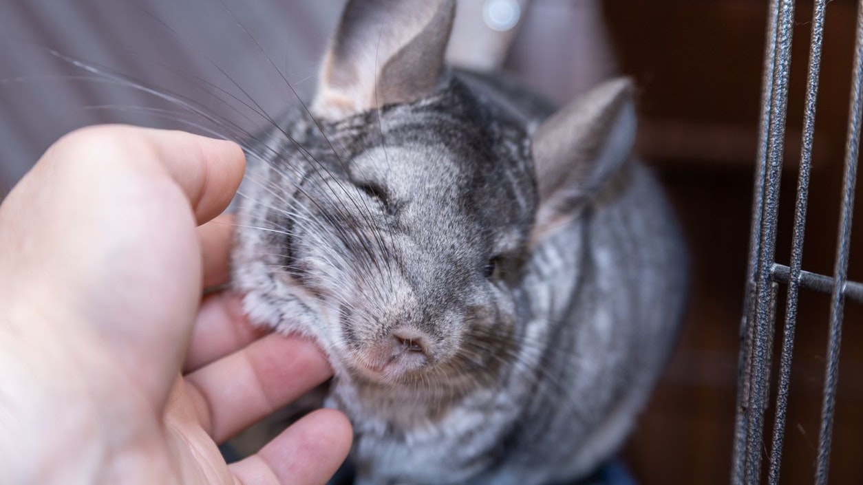 Mit Geduld und viel Liebe werden Chinchillas handzahm, möchten aber trotzdem selten gekuschelt und aufgehoben werden