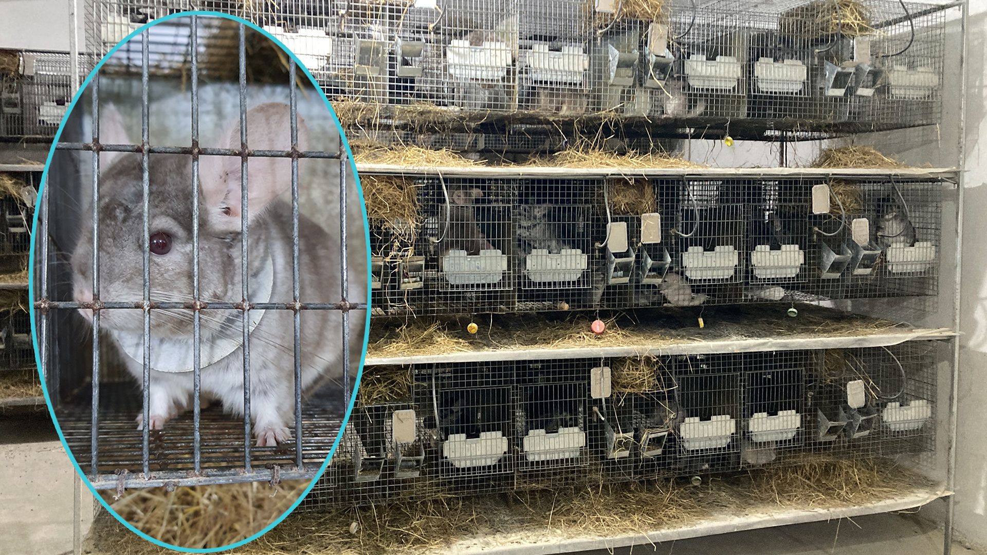So traurig fristen Chinchillas ihr kurzes Dasein in rumänischen Pelzfarmen.