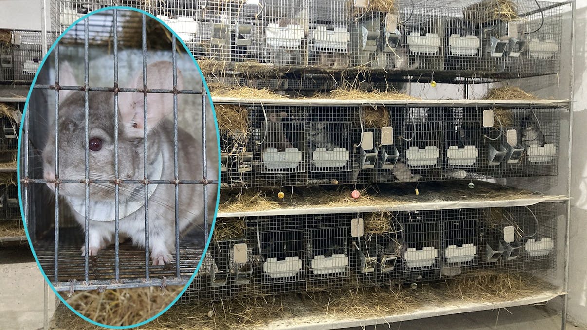 Tierisches Leid Dort werden noch 15.000 Chinchillas für Pelz getötet