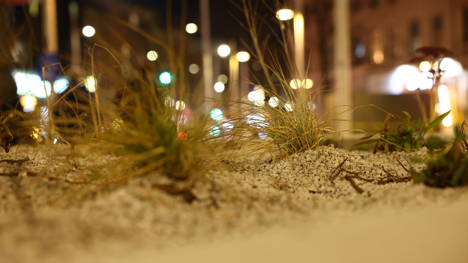 Detailaufnahme der neu bepflanzten Grünflächen am Broda-Platz – sie sollen die Umgebung einladender gestalten.