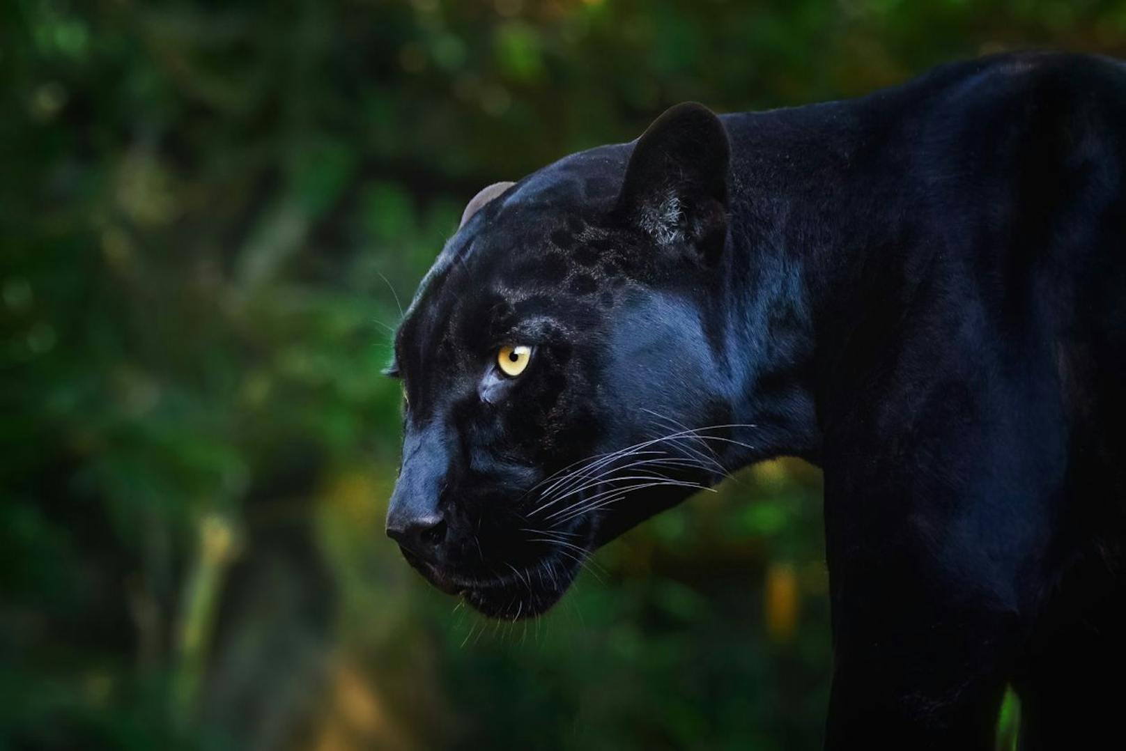 Auch beim Jaguar kommt wie auch beim Leoparden häufig der sogenannte "Melanismus" vor und schwarze Nachkommen kommen zur Welt. Sie heißen allerdings dann meist ebenfalls "Panther".