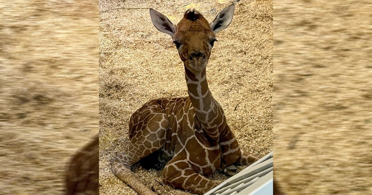 Giraffenbaby verstarb im Zoo Schönbrunn