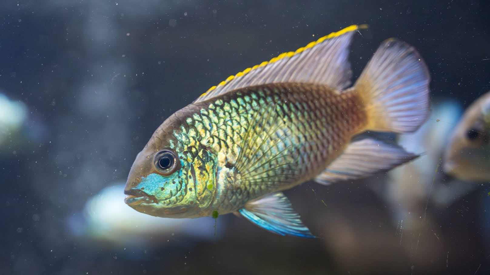 Können Fische unsere Knochengesundheit stärken?