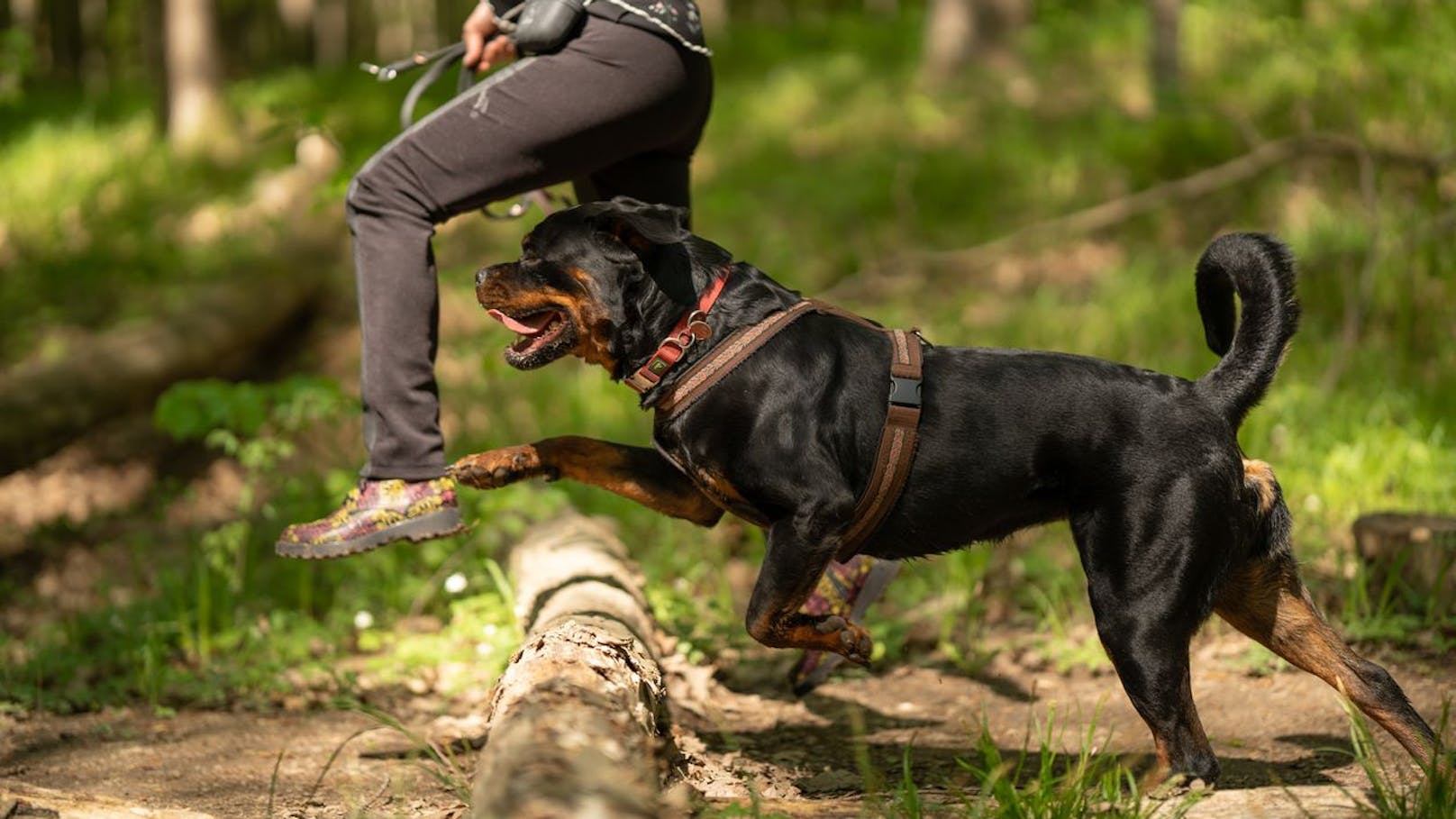 Diese strengen Hunde-Regeln sind ab Sonntag neu