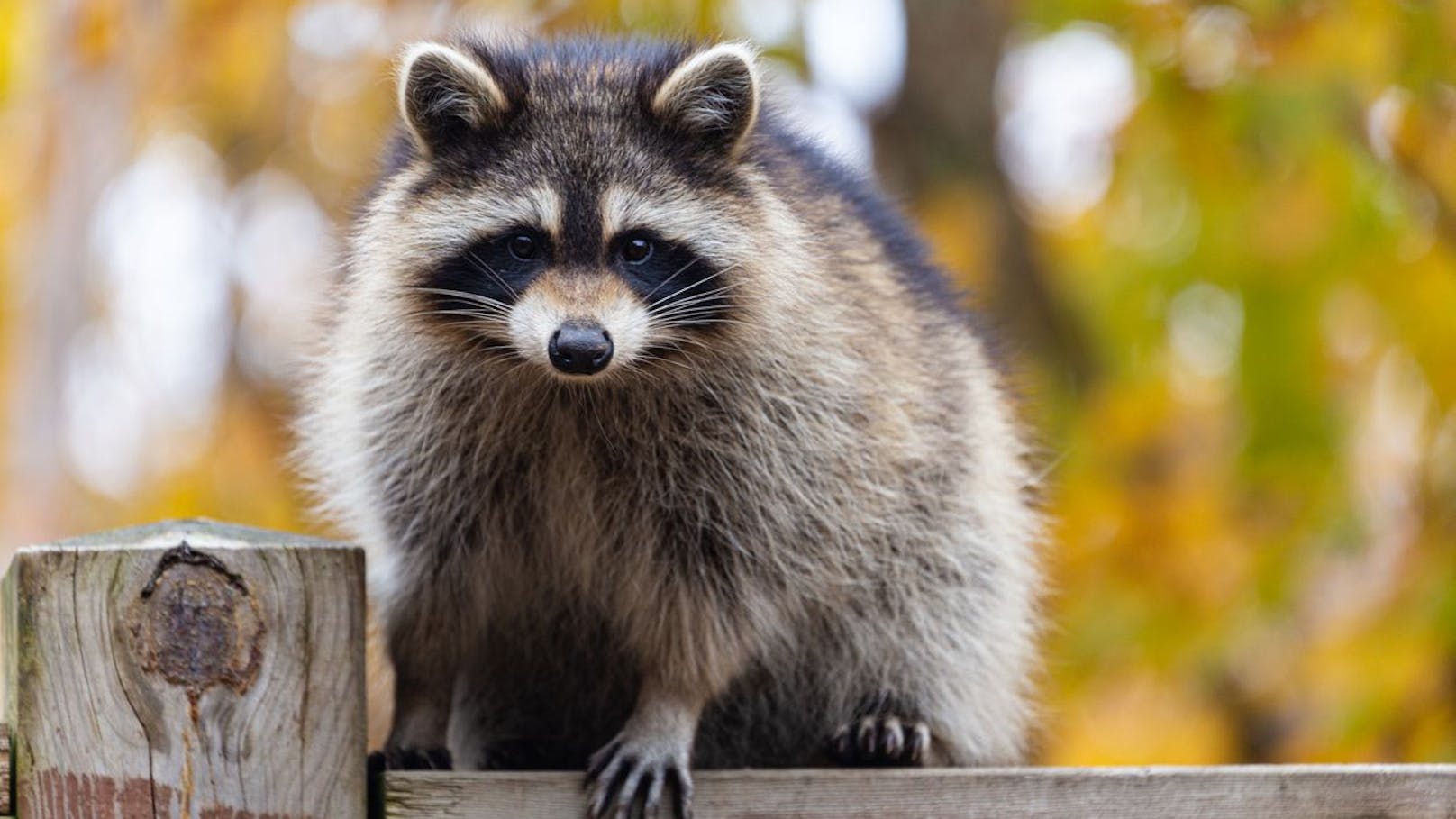 Waschbär hängt von der Decke eines Flughafens