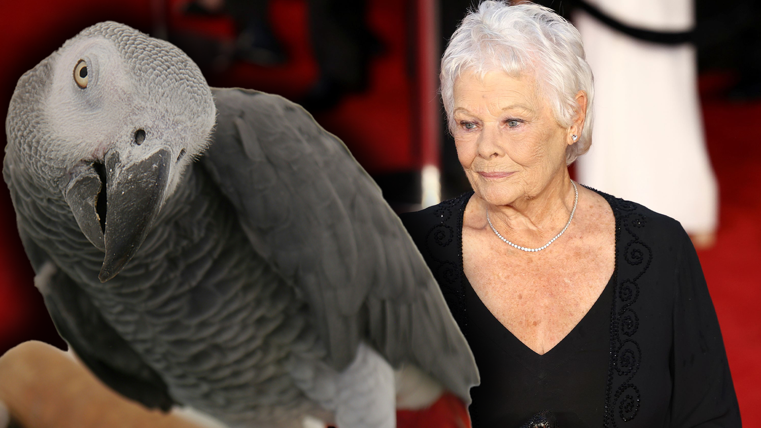 Judi und ihr Papagei pflegen eine ungewöhnliche Beziehung. Der Vogel nennt den Filmstar oft 