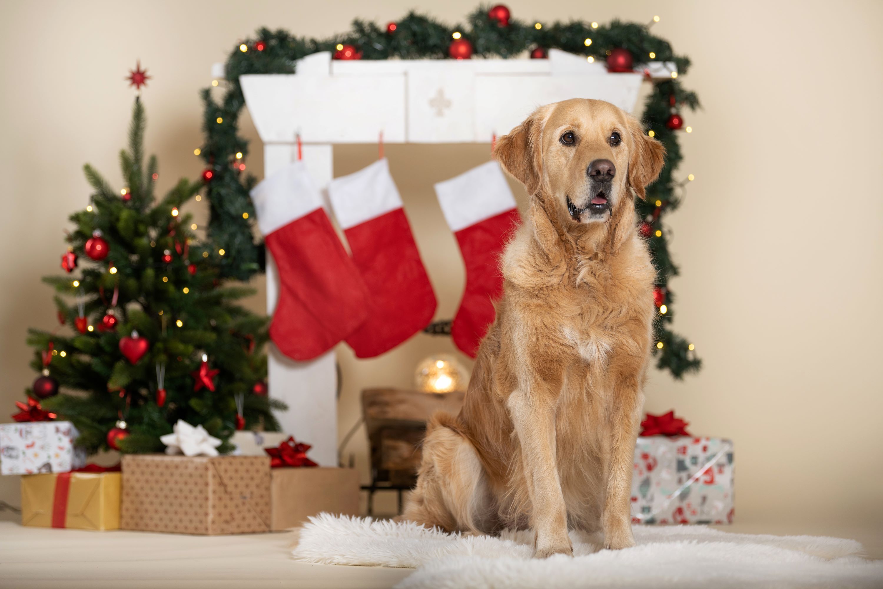 Kommt das Christkind auch zu uns? 