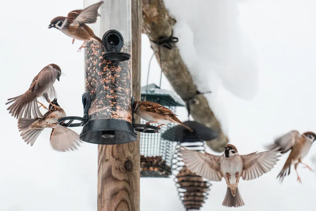 Bei unserer derzeitigen Witterung finden Vögel wirklich kaum etwas zu Fressen. Jedes Vogelhäuschen ist deshalb willkommen.