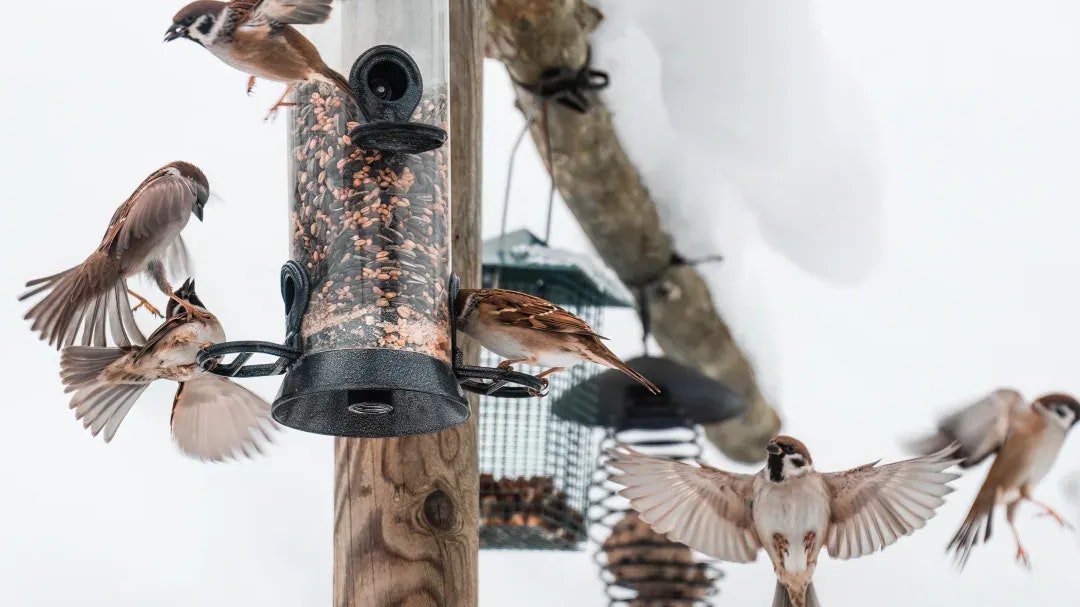 Heute.at - Diese Tipps sind für deine Gartenvögel lebensnotwendig