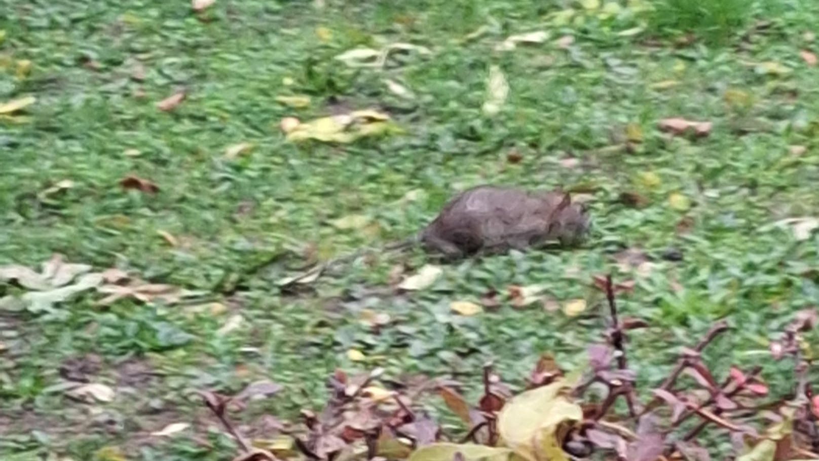 Mittlerweile machen sich auch schon Ratten breit.