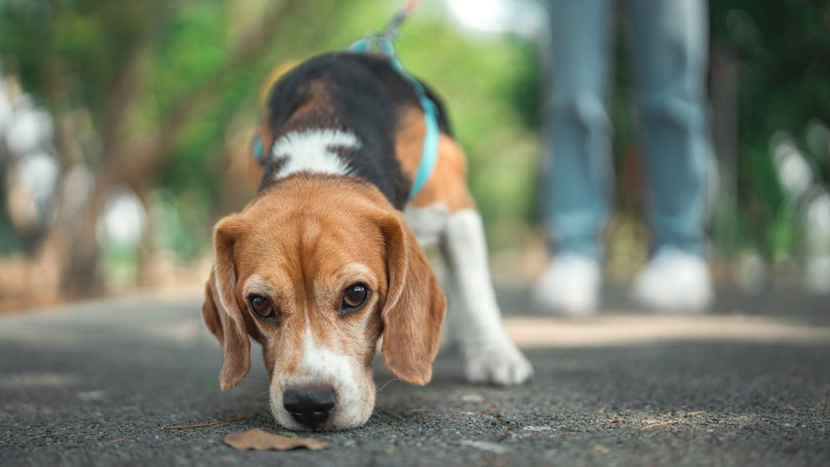 Aufgedeckt – In diesen Bezirken leben die meisten Hunde