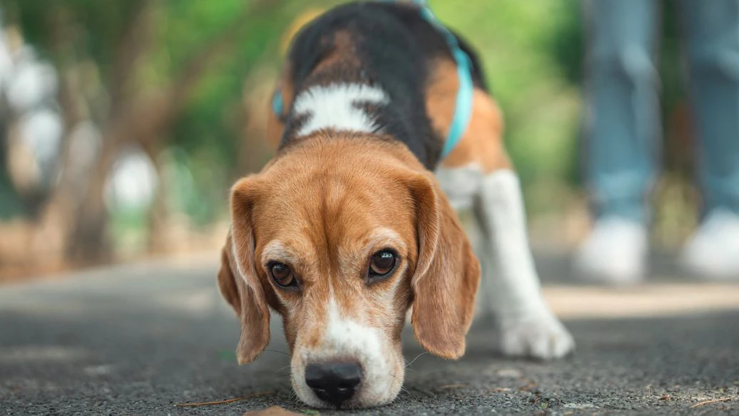 Das statistische Jahrbuch gibt Aufschluss darüber, in welchen Wiener  Bezirken die meisten Hunde leben.