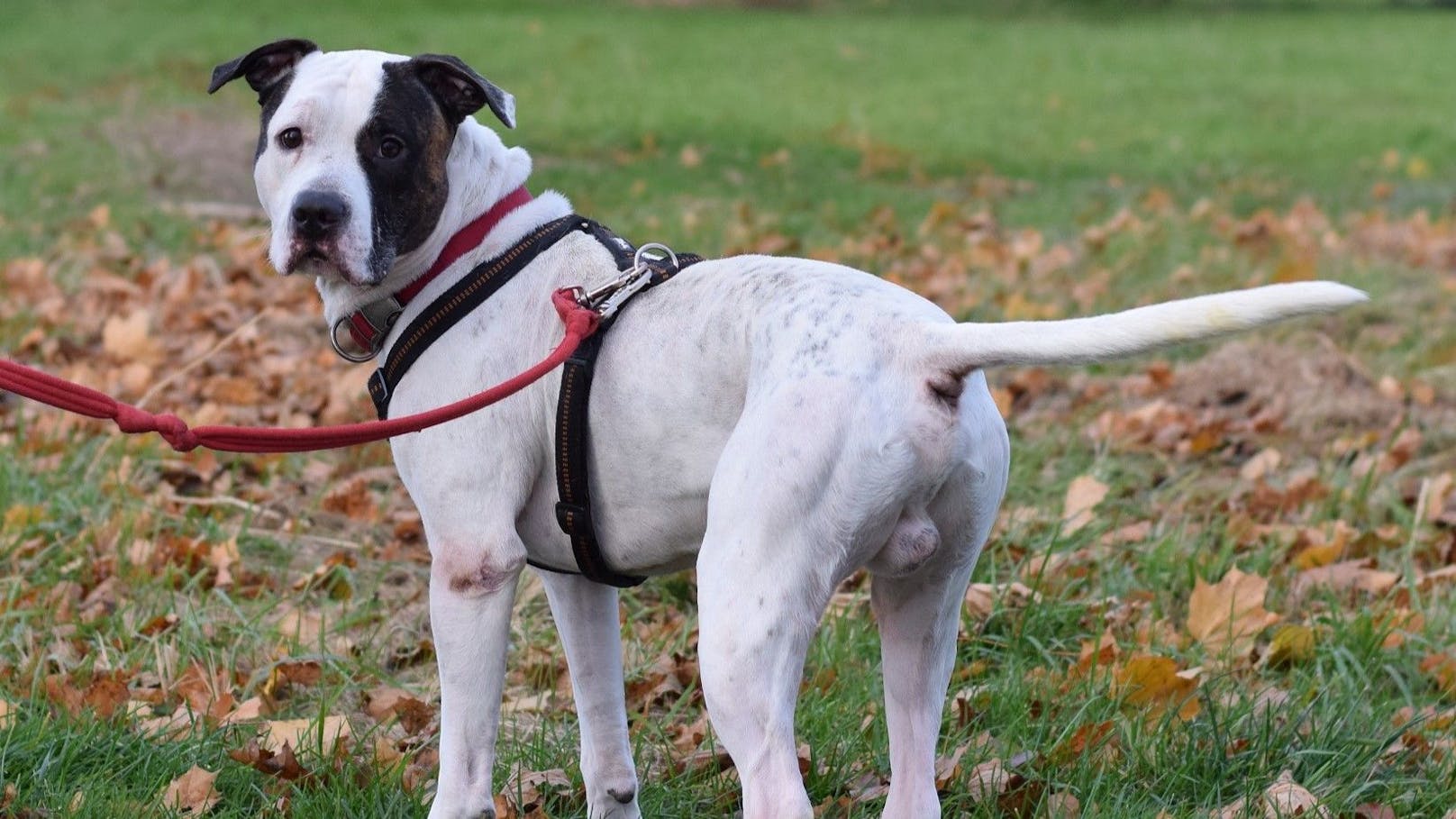 <strong>BOYKA</strong>: Boyka (4) ist ein freundlicher Hund, möchte von Fremden aber nicht gleich mit Streicheleinheiten überfallen werden. In der Regel ignoriert er Fremde erst einmal und nähert sich nur, wenn Leckerlis im Spiel sind. Für Spaziergänge ist er mindestens genauso zu begeistern wie für Leckerlis.