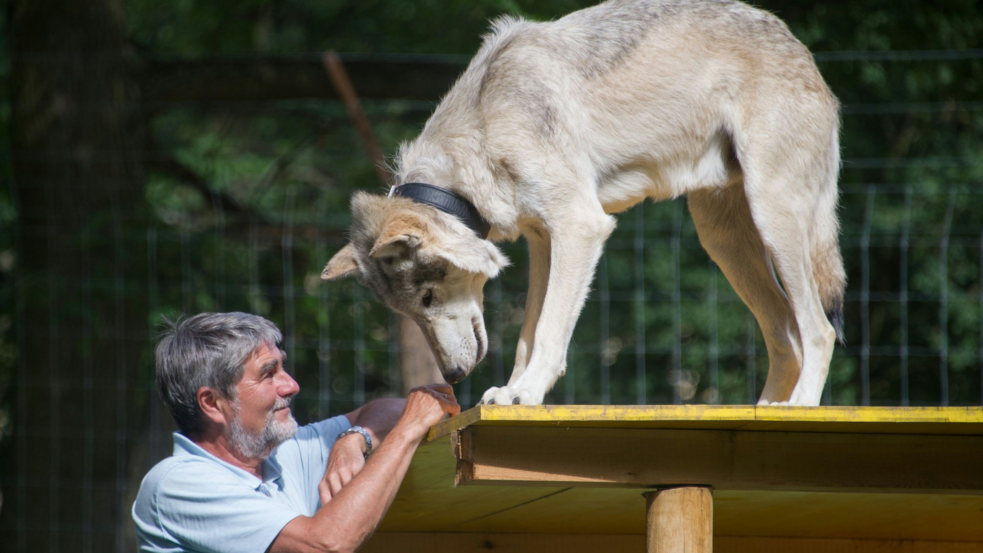 Wolfsforscher Kurt Kotrschal über die Schutz-Reduktion: "Das war ein rein politischer Beschluss, die Wissenschaft hatte dabei kein Mitspracherecht"