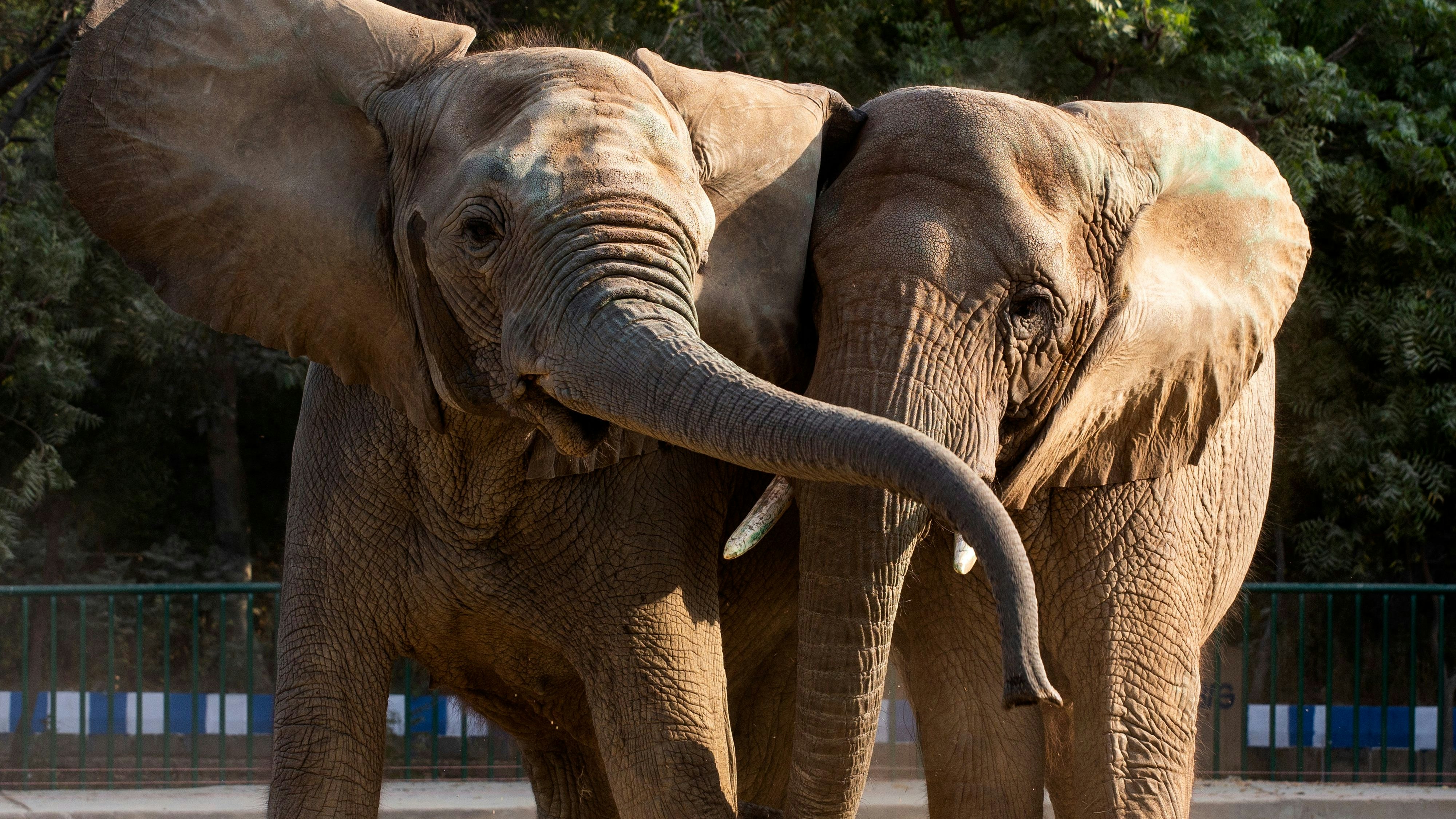 Elefanten dürfen keinesfalls zu lange alleine bleiben. 