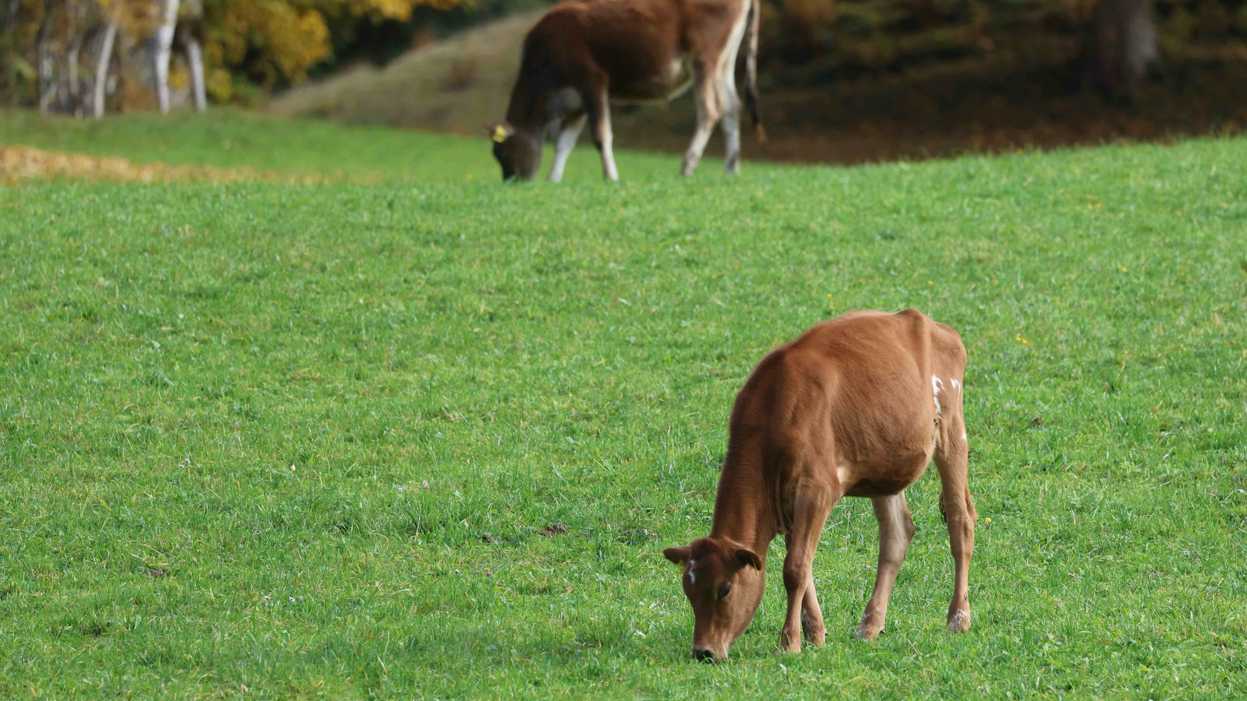 Kälber gehören zu den bevorzugten Beutetieren von Wölfen. 2024 wurden in Österreich bislang 441 Tiere – vor allem Kälber, Schafe und Ziegen – Opfer von Wolfsangriffen