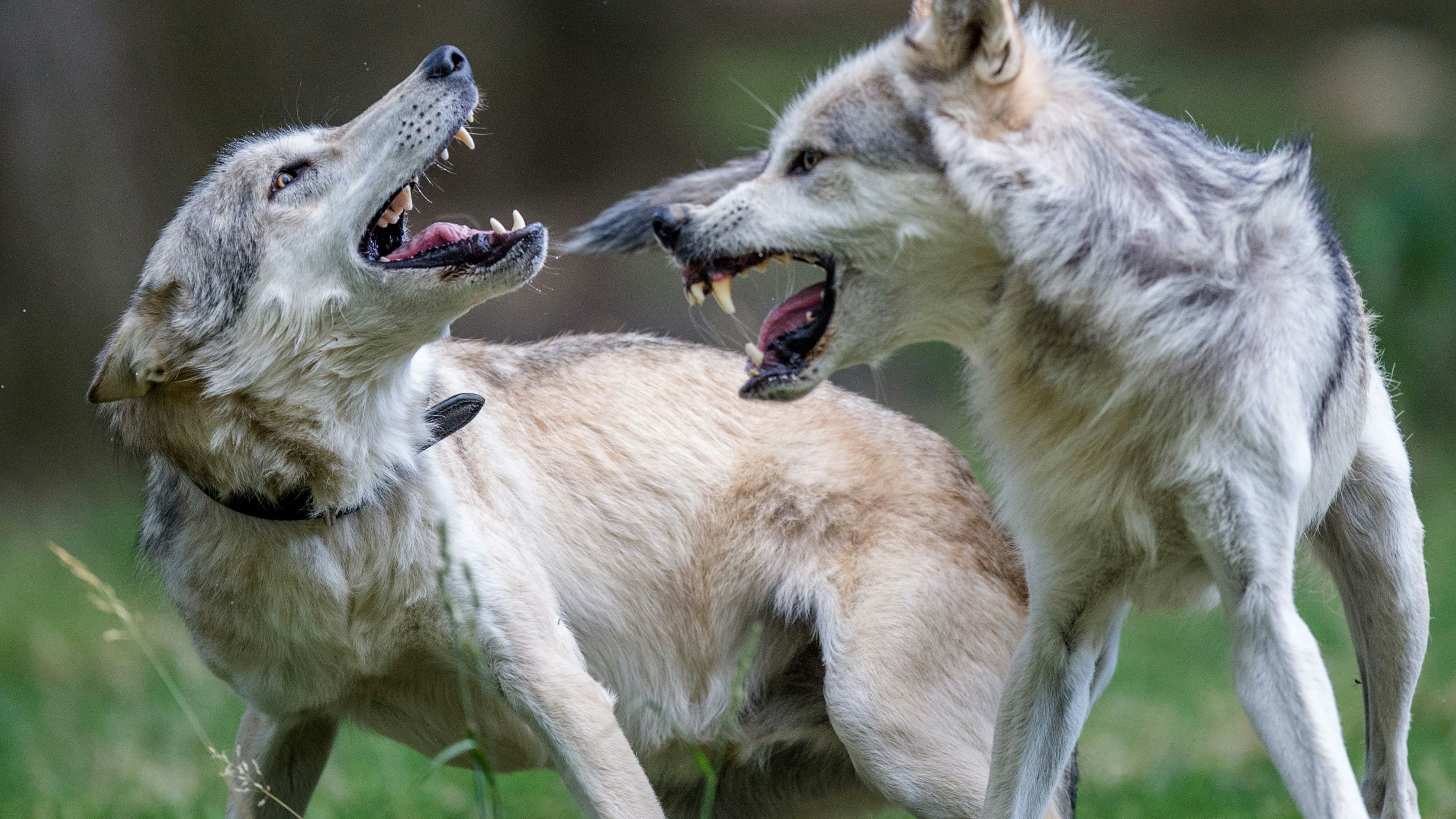 Die tun nix – sehen aber dennoch bedrohlich aus: Spielende Wölfe im Wolf Science Center in Ernstbrunn, das u.a. von Forscher Kurt Kotschral gegündet worden ist