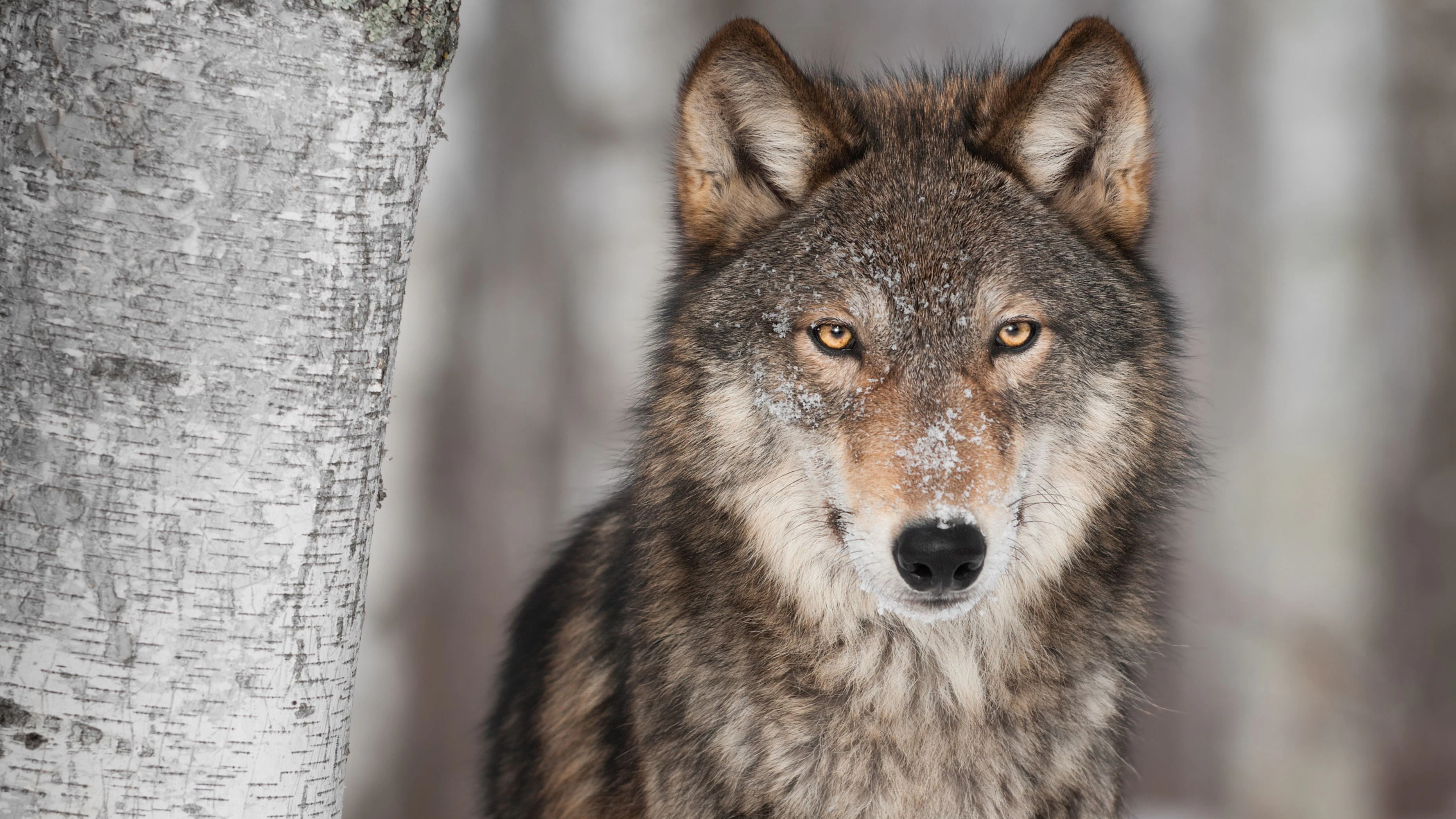 Forscher Kurt Kotrschal über Wolfs-Schutz