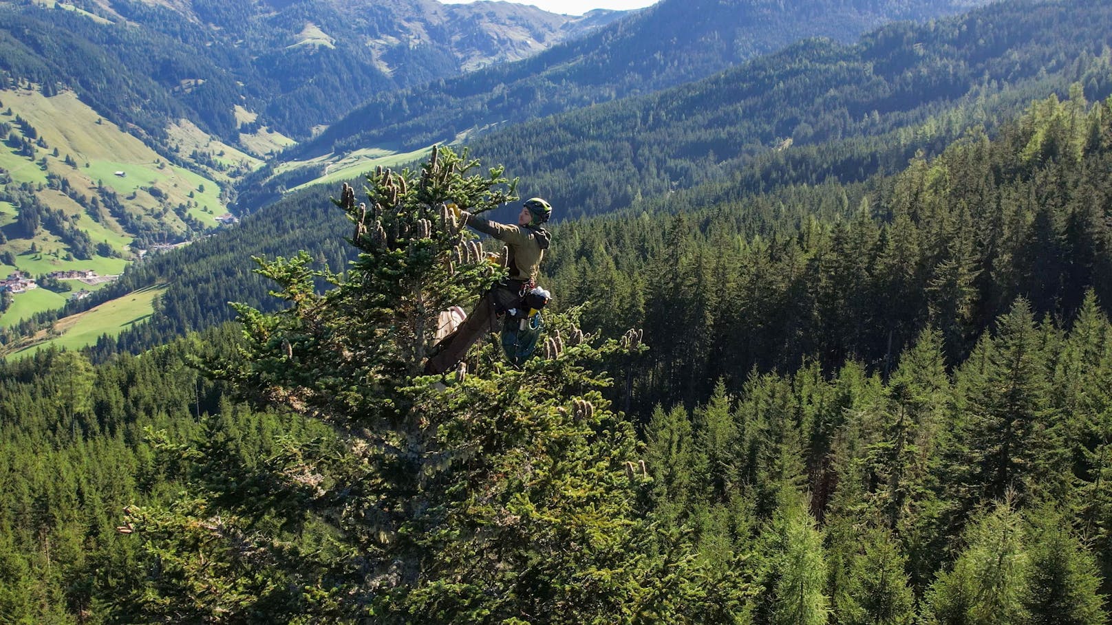 Digitale Wurzeln für den Wald der Zukunft: Bundesforste setzen auf Digitalisierung.