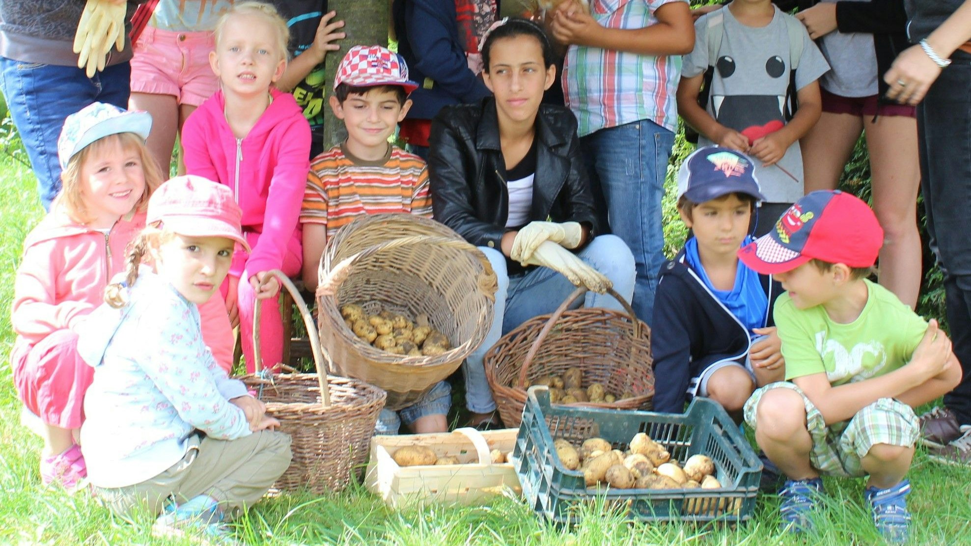Gemeinsame Erdapfelernte im Rahmen einer vom Waldviertler Wohlviertel organisierten Sommerkinderbetreuung.