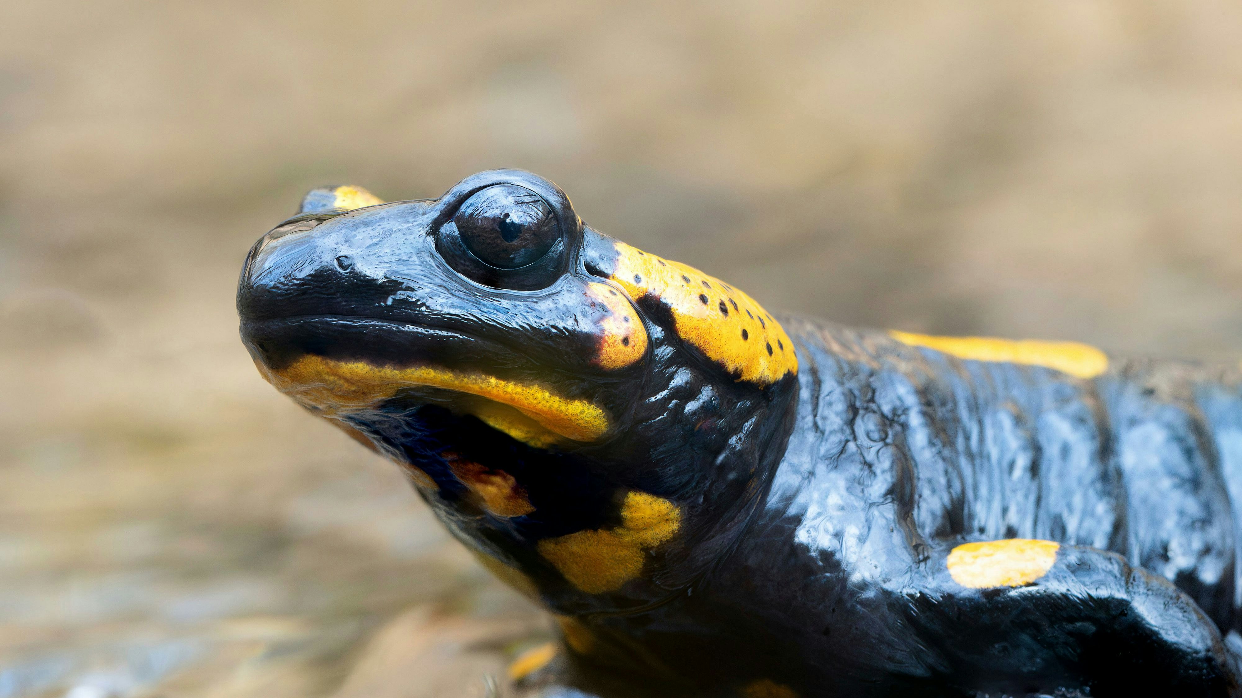 Auch der Feuersalamander gehört zu den bedrohten Tierarten. wird sein Schutz-Status als nächstes gesenkt?