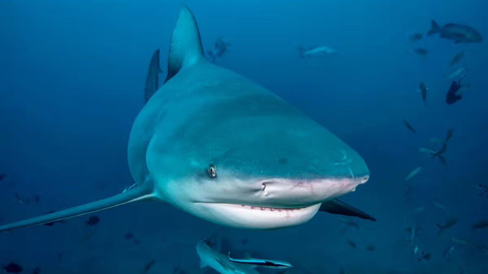 Experten vermuten, dass es sich bei dem angreifenden Fisch um einen Bullenhai oder ...