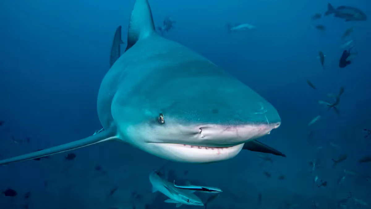 Heute.at - Hai-Attacke bei Hochzeitsreise: Er verlor ein Bein