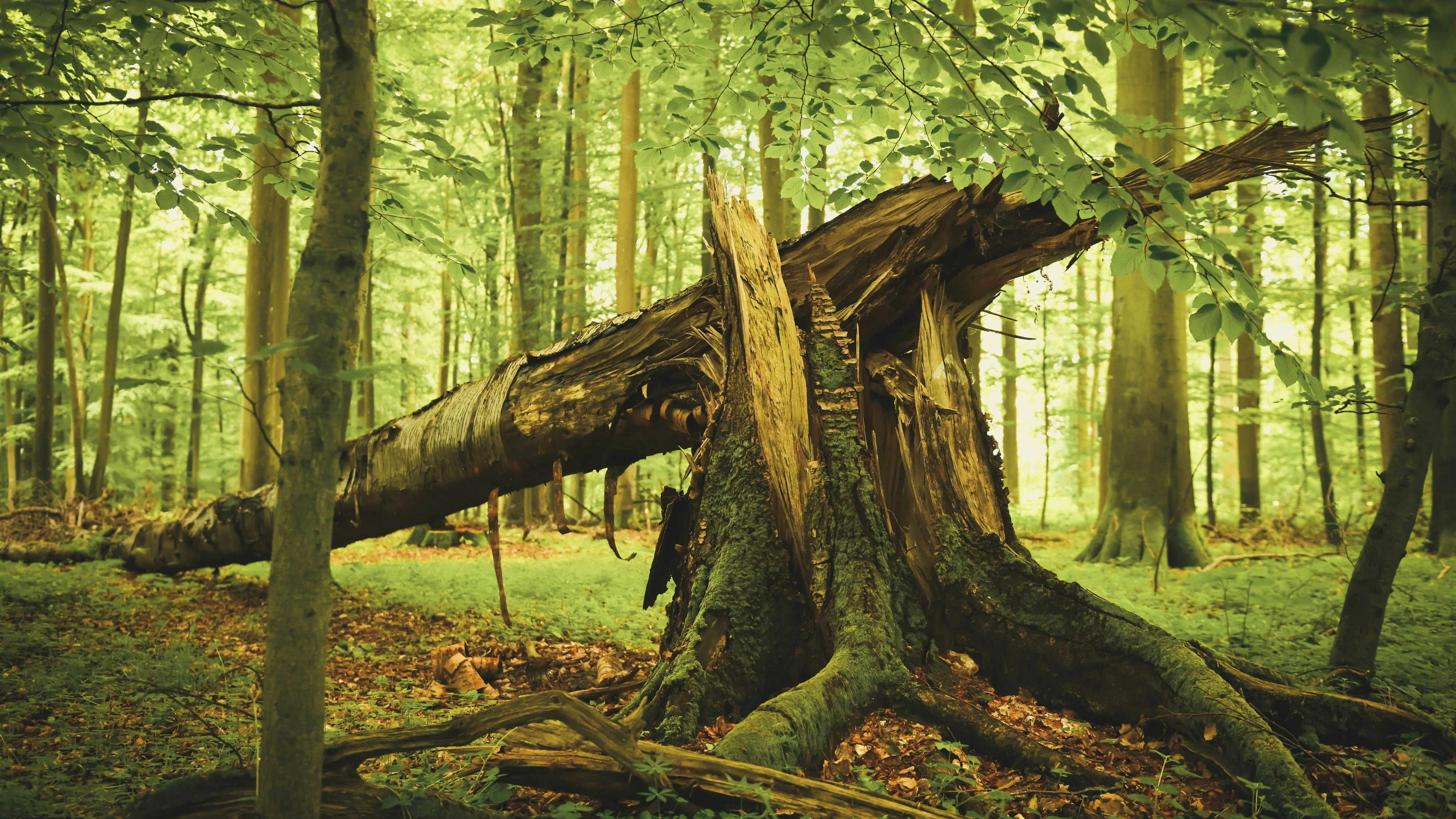 Im Ökosystem Wald haben Wölfe eine wichtige Aufgabe, sagt die Forschung