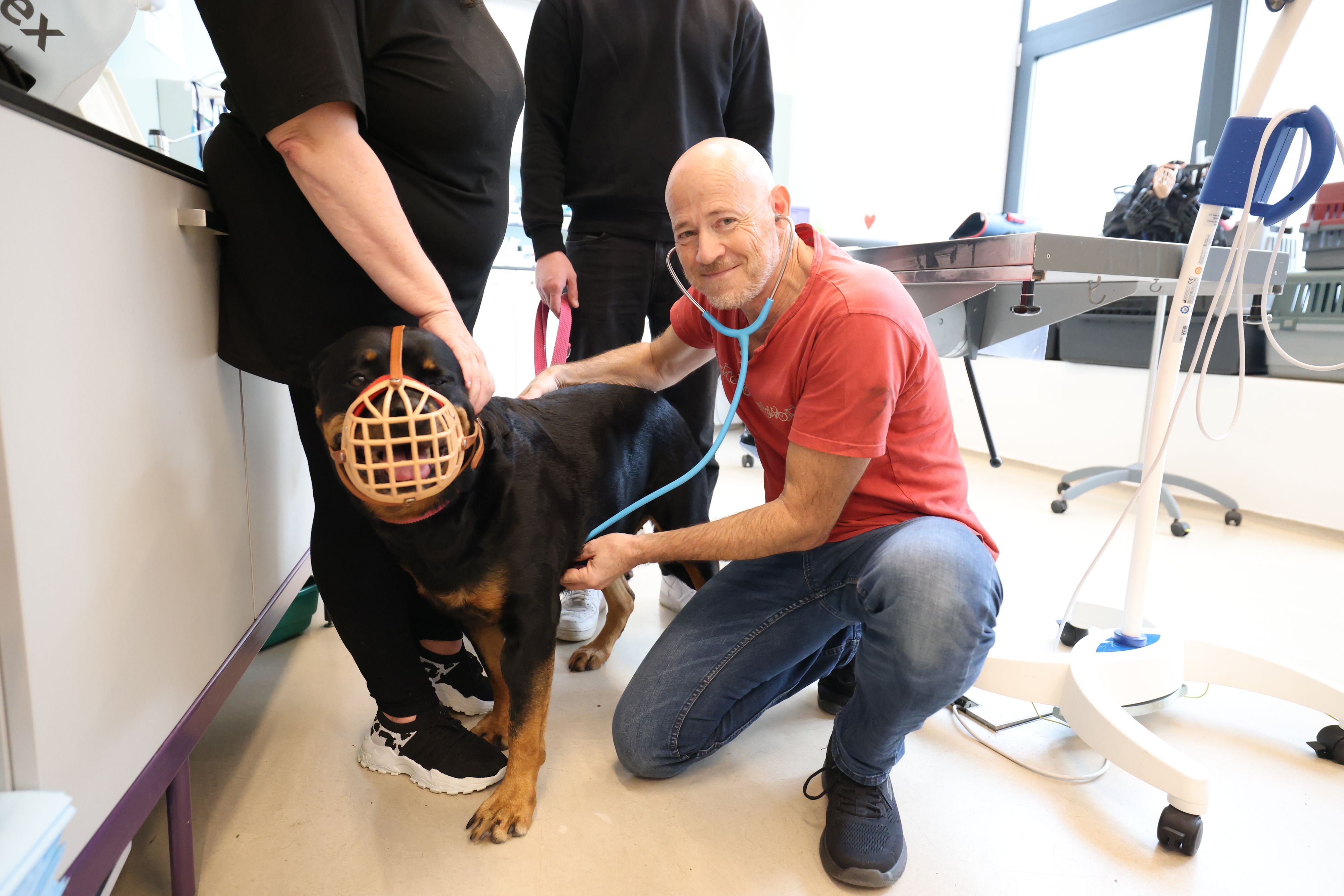 Mutig lässt sich Rotweilerdame Xenia von Doktor Wolfgang Nowak untersuchen