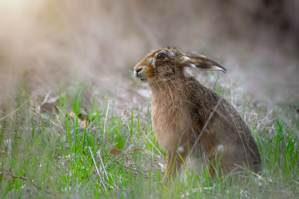 In Gattendorf im Nordburgenland werden Feldhasen massiv aufgemästet und die Beutegreifer bis zur Ausrottung verfolgt.