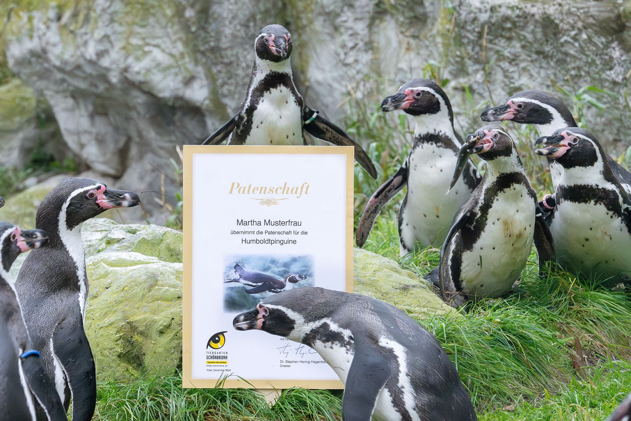 Wer hätte nicht gerne ein Pinguin?