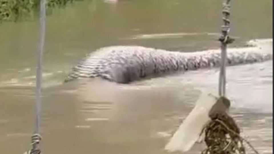 Nessi oder ein Riesenwurm?