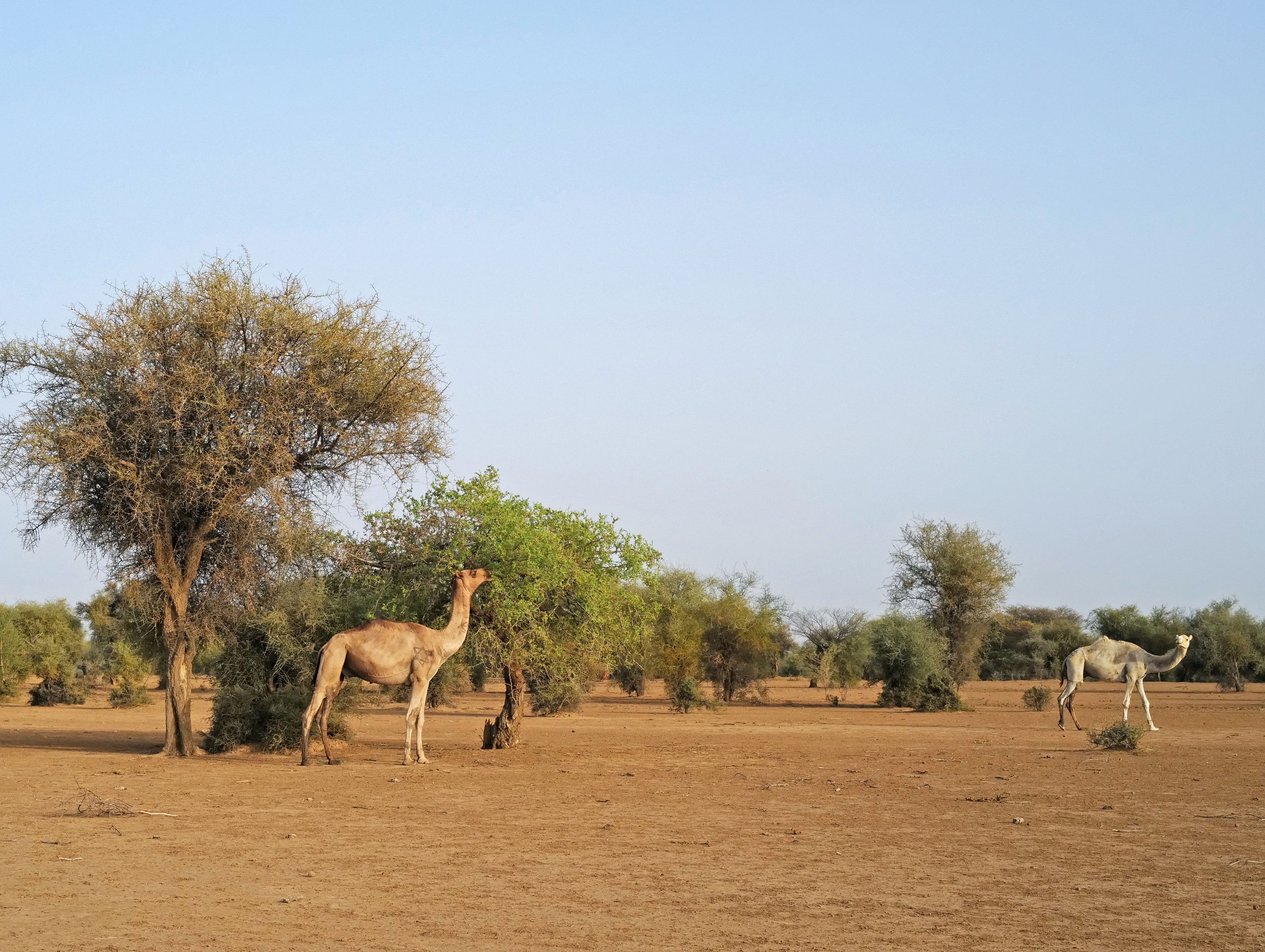 Auf dem kargen Wüstenboden wachsen wieder Bäume - zur Freude von Mensch und Tier.