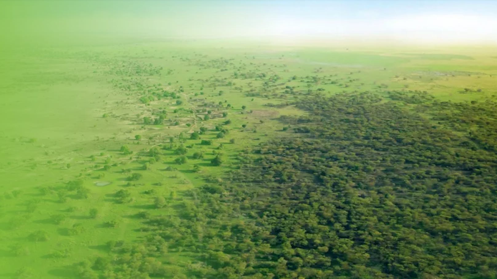 Die Hoffnung ist grün: Die "Große Grüne Mauer" in Afrika.