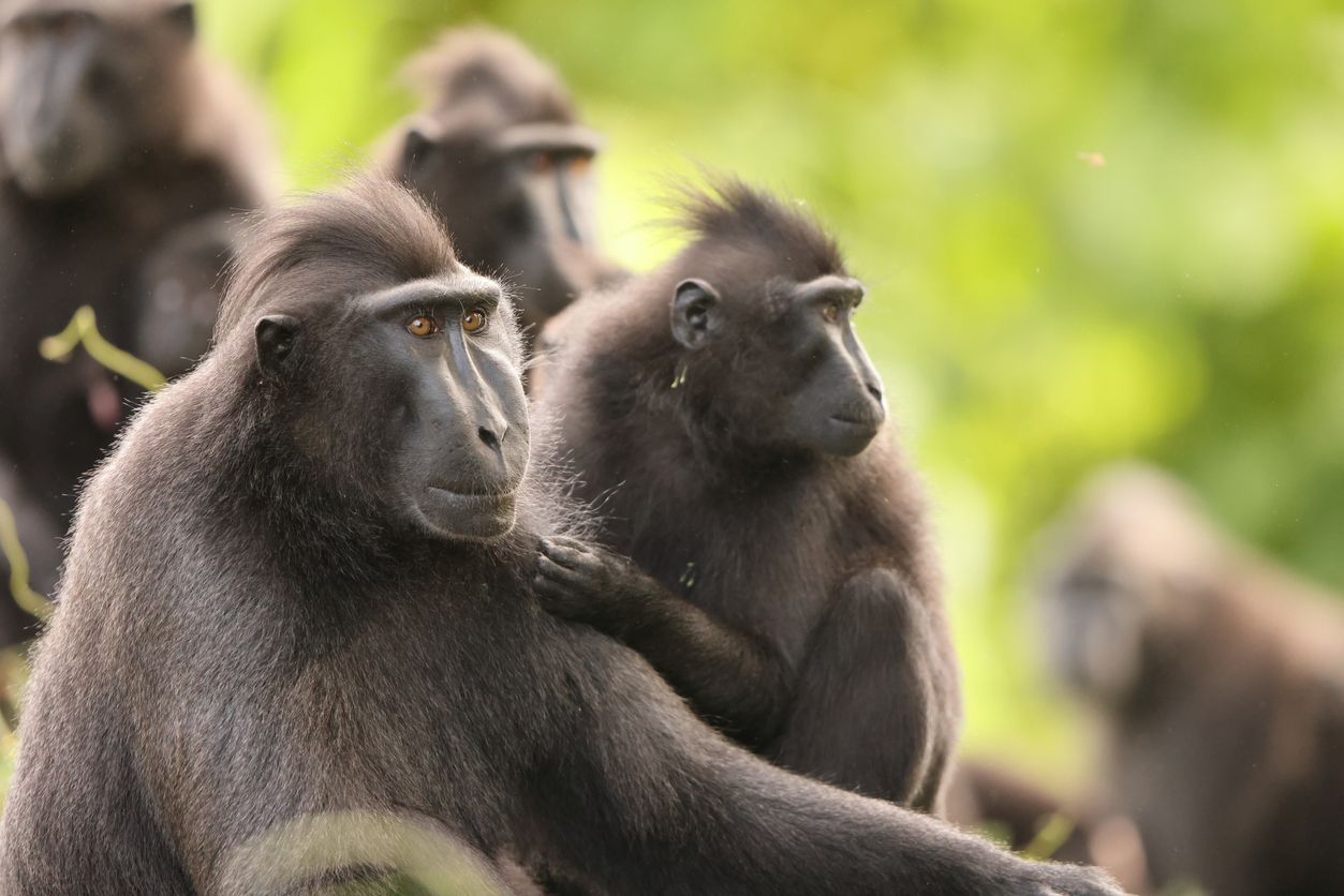 Schicker Look - und massiv bedroht: Schopfmakaken auf Indonesien.