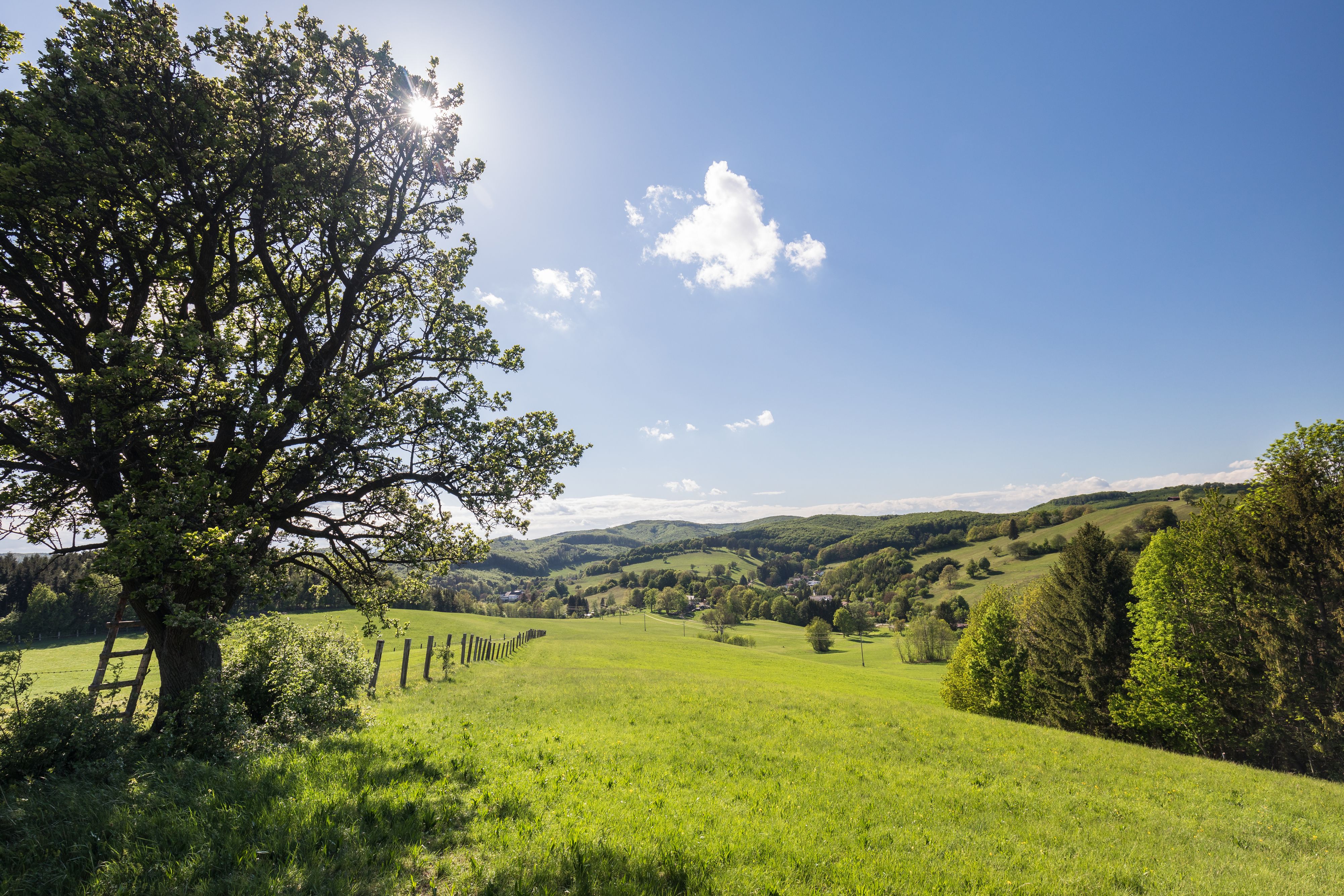 Baum im Gegenlicht mit Blick auf die hügelige Landschaft des Wienerwalds, Breitenfurt bei Wien, Bezirk Mödling, Niederösterreich, Österreich, Mai 2020
