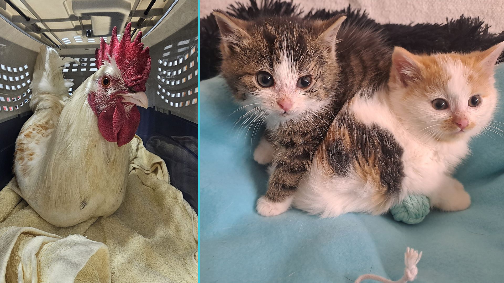 Zwei Hähne und zwei Katzenbabys wurden bereits in der zweiten Adventwoche sich selbst überlassen. Toll!