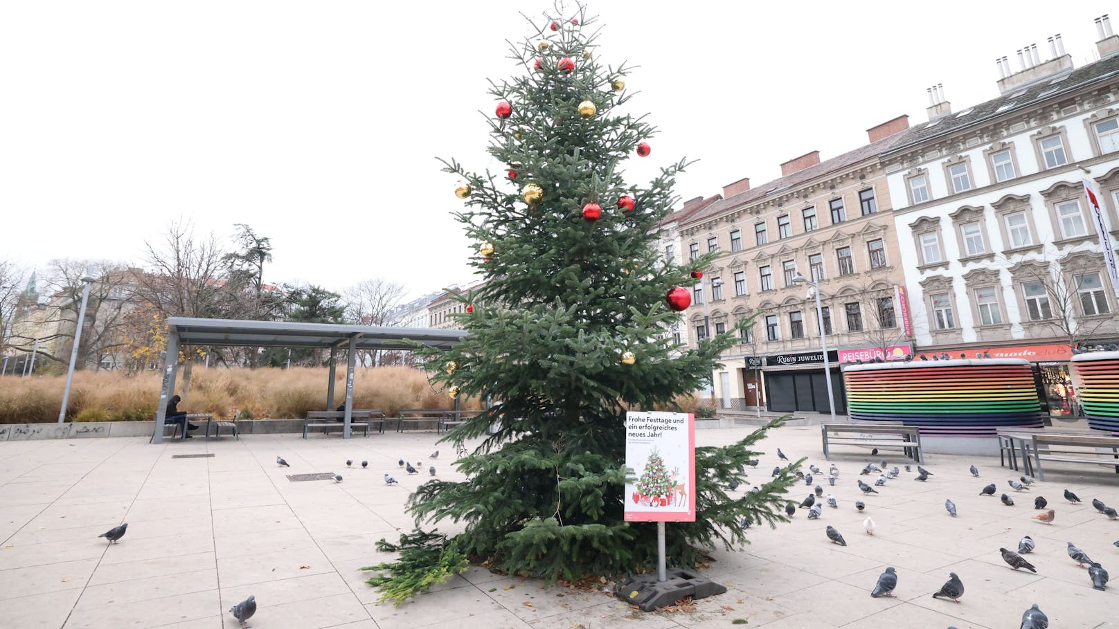 Kugeln trägt die Weihnachtstanne nur im oberen Bereich.