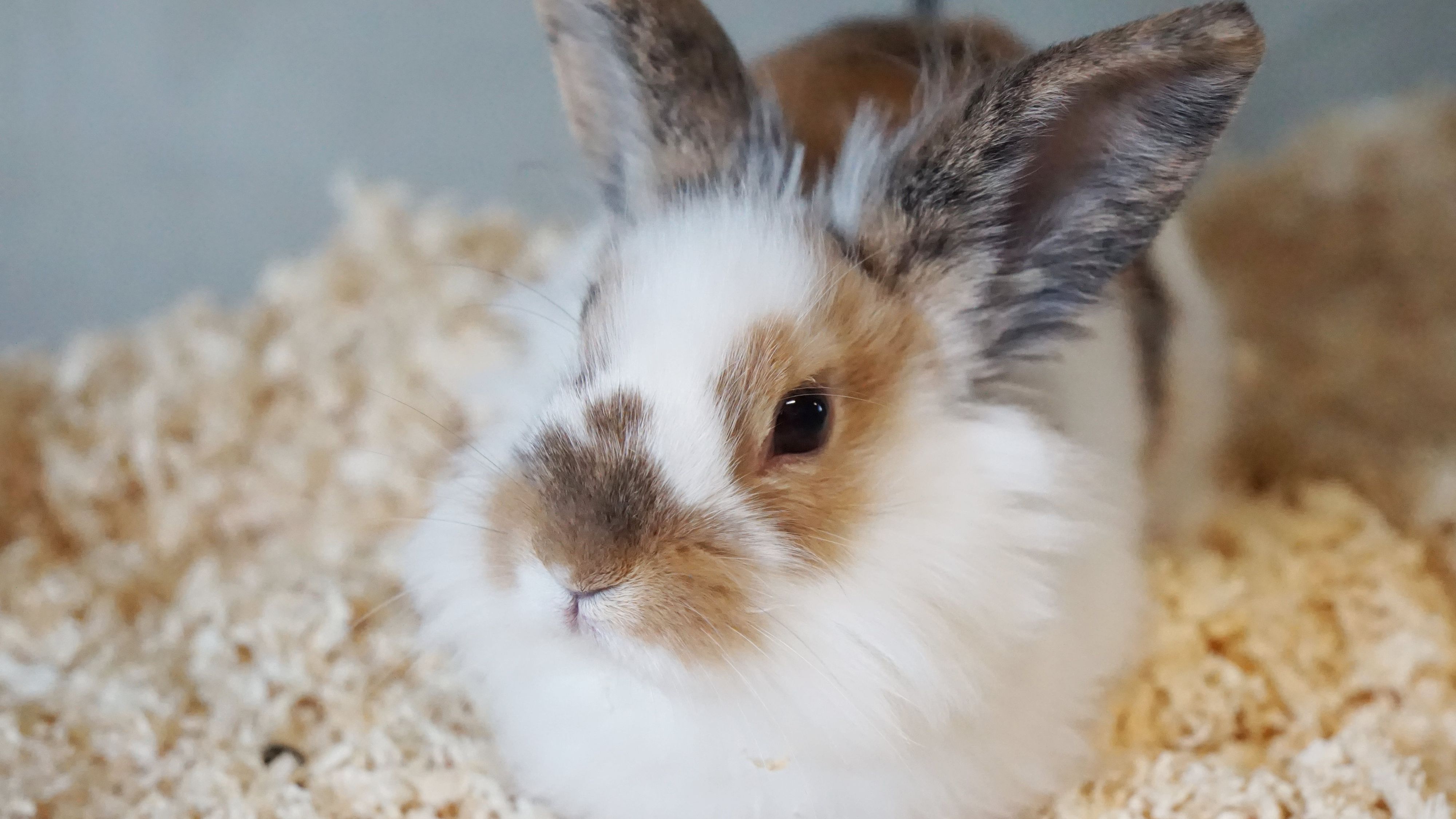 Archie ist freundlich und zutraulich.