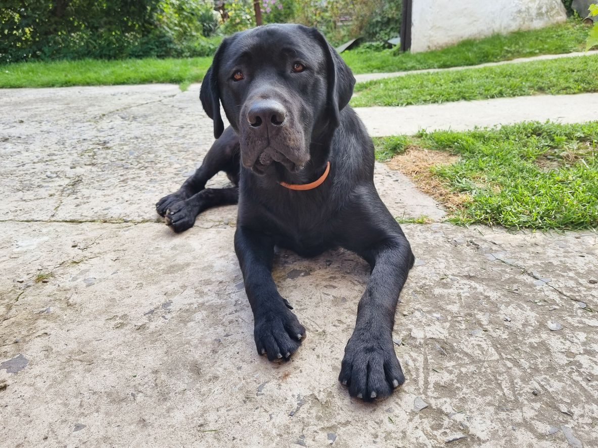 Der Labrador-Dobermann-Mischling 