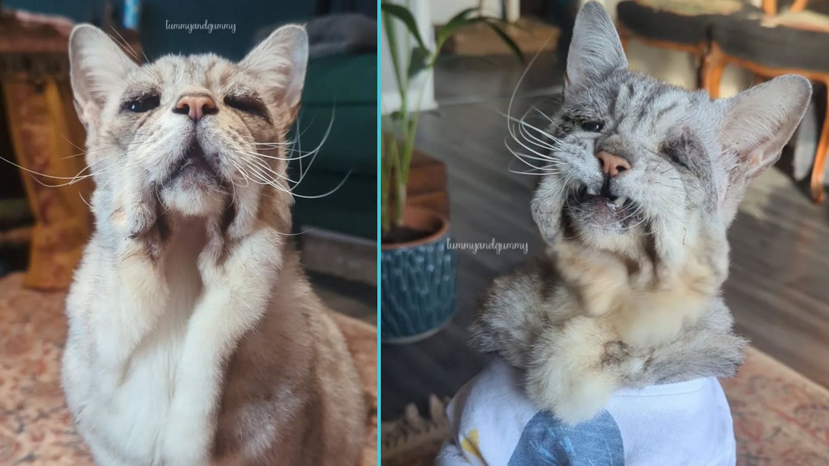 Diese Krankheit lässt Kater aussehen wie alten Mann