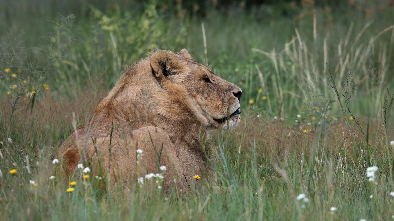 Geschützt unter der Sonne Afrikas, haben Großkatzen im Lionsrock ein wunderbares Leben.