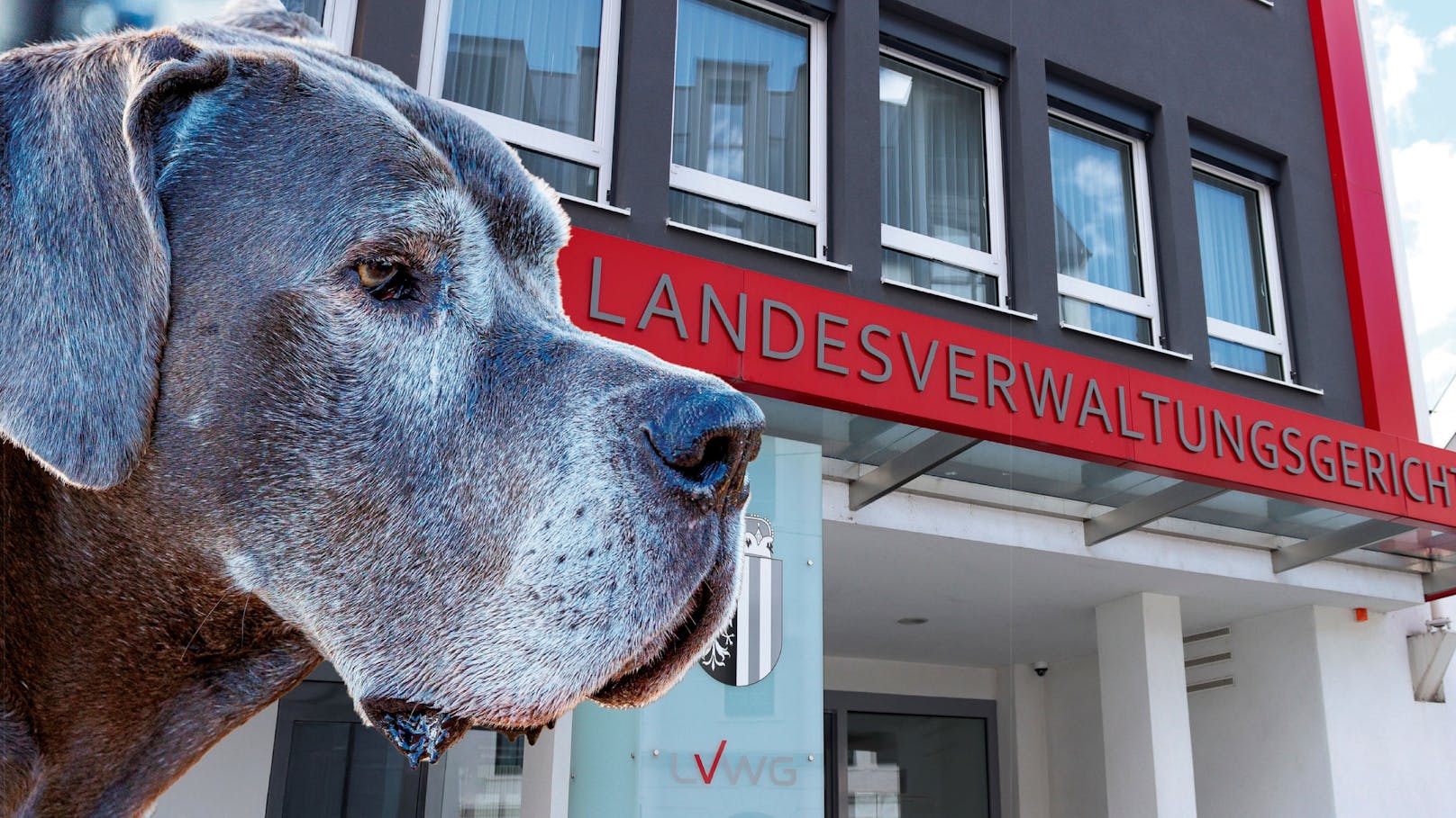 Problemhund beißt Kleinkind und arbeitslose Putzfrau