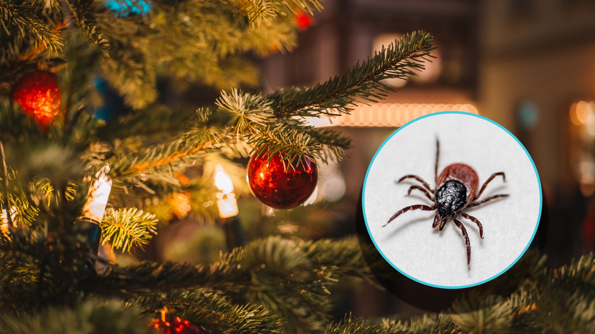 Gar nicht so selten, schleppt man sich die kleinen Plagegeister mit dem Christbaum ins Haus.
