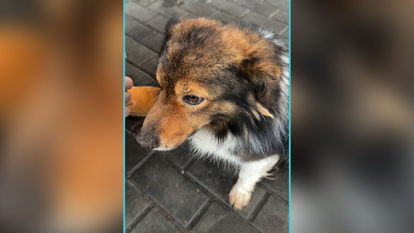 Deshalb wartet dieser Hund täglich vor einer Tankstelle