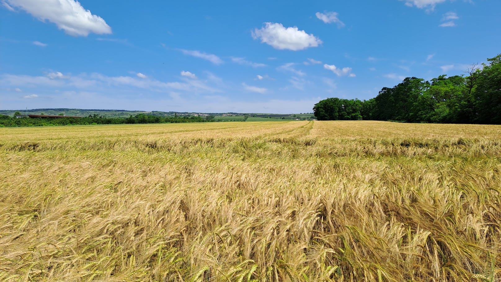 Marktgemeinde Fels am Wagram: Äcker zwischen Fels und Gösing