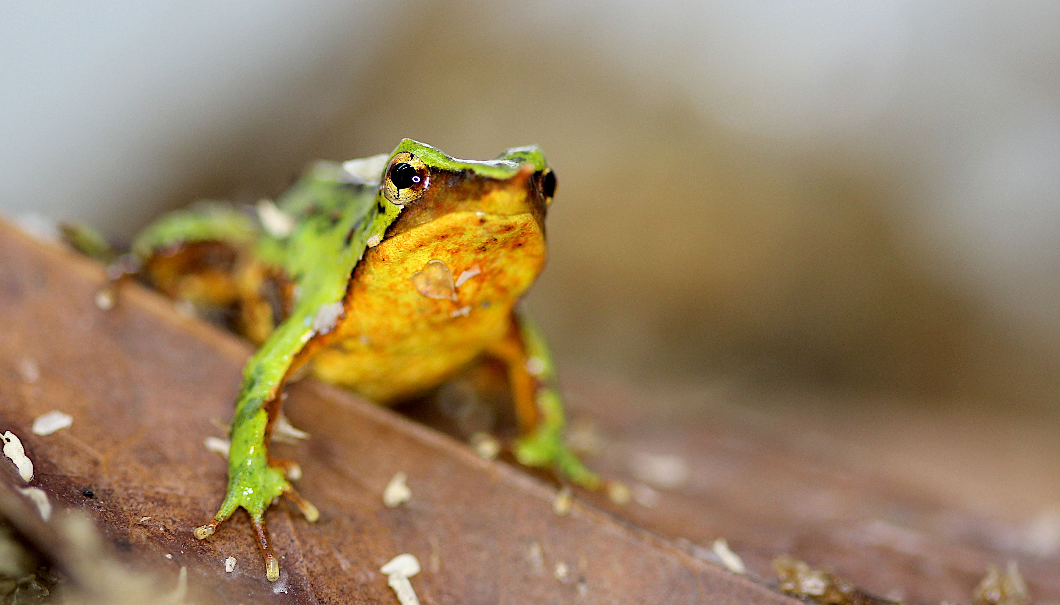 Der Darwinfrosch aus Chile soll nun im Londoner Zoo gezüchtet werden.